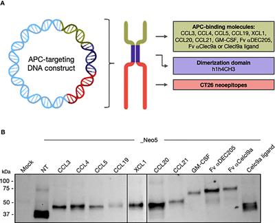 Targeting neoantigens to APC-surface molecules improves the immunogenicity and anti-tumor efficacy of a DNA <mark class="highlighted">cancer vaccine</mark>